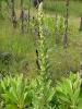 Mullein Verbascum thapsus